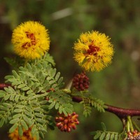 Vachellia eburnea (L.f.) P.J.H.Hurter & Mabb.